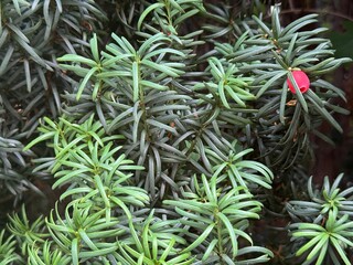 Close-up of evergreen yew branches with needle-like dark green leaves and a single bright red...