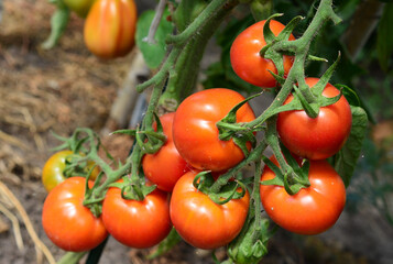 Ripe Tomatoes on the Vine A Vibrant Harvest Display
