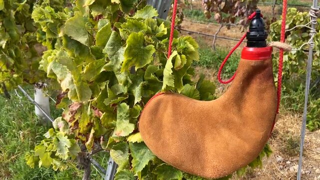 Leather handmade bota wineskin on autumn vineyard background in Tenerife, Canary Islands,Spain. Wine harvest season concept,4K.