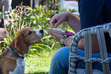 Beagle eagerly awaits a tasty treat during a sunny afternoon in the garden
