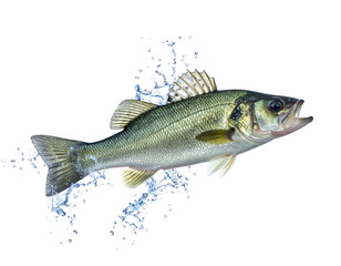 Naklejka premium A detailed image of a fish leaping from water, showcasing its shimmering scales and dynamic movement.