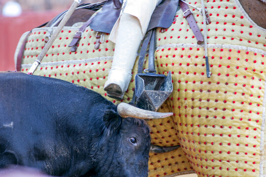 Close-up of bull and picador at Real Maestranza Bullring in Seville