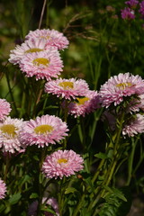 Close-up of pink asters with a yellow center in the garden in autumn
