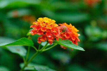 Beautiful little yellow and pink lantana camara flowers blooming in autumn