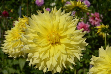 Large yellow beautiful dahlia flower close-up