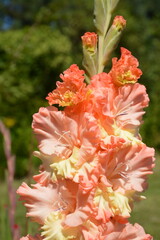 A close-up of a delicate, varietal pink-yellow gladiolus