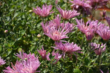 Beautiful pink autumn asters in a flowerbed in the garden