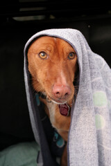 Junger Hund mit einem Handtuch auf dem Kopf, roter Podenco Mischling mit nasser Schnauze wird nach dem Spaziergang abgetrocknet
