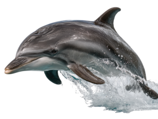 A leaping dolphin, dark gray and light gray, emerges from water spray