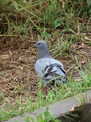 A pigeon looking for food between the grass