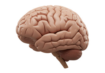 Human Brain Anatomy Detailed 3D Render of Cerebrum Cerebellum and Brainstem isolated on transparent background