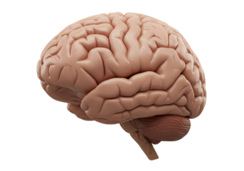Human Brain Anatomy Detailed 3D Render of Cerebrum Cerebellum and Brainstem isolated on transparent background