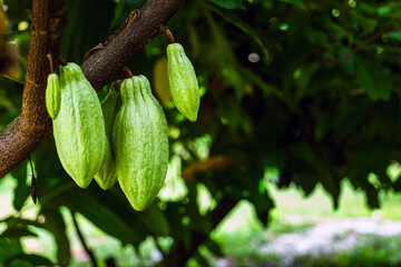 Young green cacao pod that is still growing, Immature green cacao pod in development