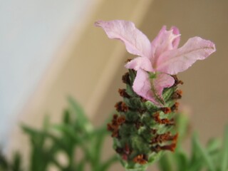 Closeup of french lavender, also known as lavandula stoechas. Purple flowers closeup. Lavandula stoechas.