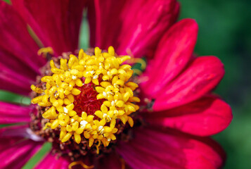 Macro of red blooming zinnia flower and yellow pollen, Close-up of Heliantheae flower, Zinnia violacea Cav flower
