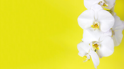Beautiful blooming white phalaenopsis orchid close-up on a yellow background, copy space for text
