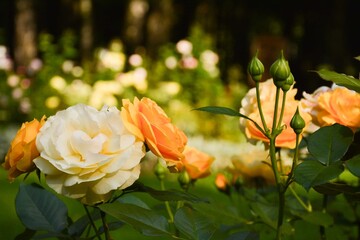 A bush with beautiful yellow and white roses against the background of a garden

