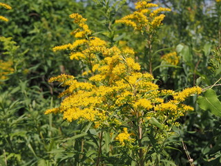 Obraz premium 黄色いオオアワダチソウの花