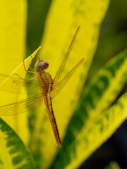 Golden Dragonfly on Variegated Leaf , sideview