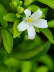 White Orange Jasmine Flower and Buds