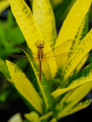 Golden Dragonfly on Variegated Leaf