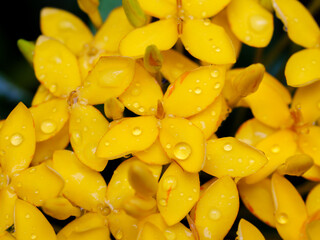 Dew-Kissed Yellow Petals