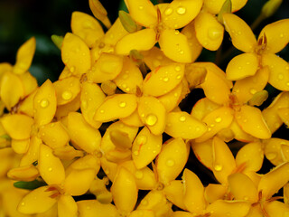 Golden Blooms with Morning Dew