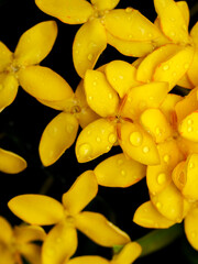 Fototapeta premium Golden Blooms with Morning Dew in Dark Background