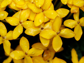 Dew-Kissed Yellow Petals