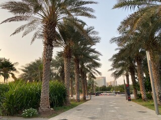 Obraz premium palm trees in the park