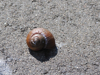 アスファルトの上のカタツムリ