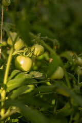 Fresh Green Tomatoes Growing in a Lush Garden During Late Afternoon Sunlight