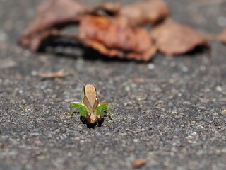 アスファルトの上のコバネイナゴ