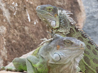 Two green iguana's facing opposite ways in St. Martin