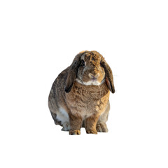 Untitled design - Brown lop earred rabbit sitting down