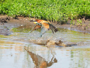 The European bee-eater bird diving into the water to drink and wash, Merops apiaster