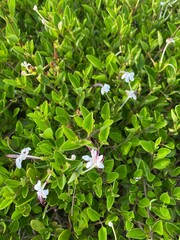green leaves background