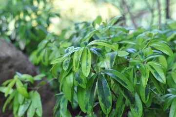 A green bush with leaves that are spotted. The leaves are green and the spots are brown. The bush is growing on a rock