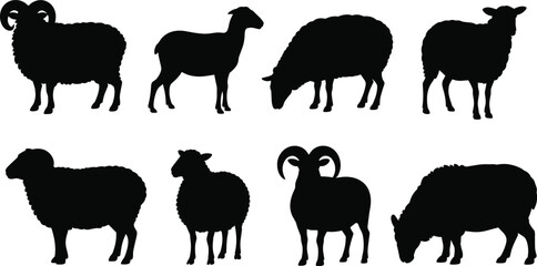Set of sheep and ram silhouettes in various poses, vector illustration, farm animal collection, isolated on white background.