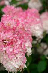 Blooming Pink and White Hydrangeas in a Lush Garden During Springtime Showcasing Natures Beauty and Vibrant Colors