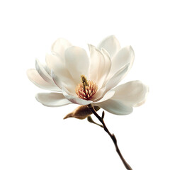 Obraz premium Close-up of a single, delicate magnolia flower. Soft, creamy white petals surround a rich, golden center. Stem and buds in warm tones