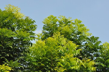 A tree with green leaves is in the foreground and a tree with green leaves is in the background