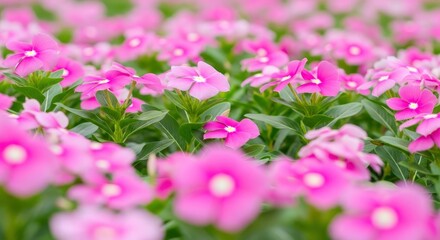 Obraz premium A vibrant field of pink flowers with lush green leaves, showcasing their delicate beauty in a soft, blurred background, perfect for spring and summer themes.