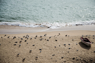 Seagulls resting on sandy beach with dinghy, Ericeira, Portugal