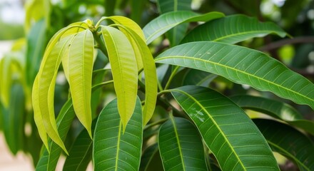 Obraz premium Close-up of vibrant green mango leaves, showcasing fresh new growth and mature foliage on a sunny day. A beautiful natural background for tropical themes.