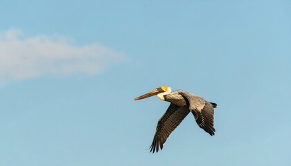 Obraz premium Pelican in flight against a clear sky