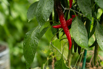Fresh Red Chili Peppers Growing on a Lush Plant in a Home Garden After Rainfall in Midday Sunlight
