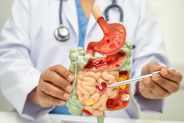 Digestive system with stomach and intestine, Asian doctor holding human anatomy model for study...