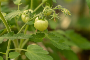 Fototapeta premium Green Tomatoes Growing on a Vine in a Garden During the Summer Season