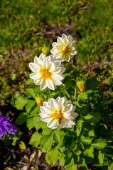 Asters are white with a bumblebee on a flower in the ground against a background of green leaves. Flora plants flowers.